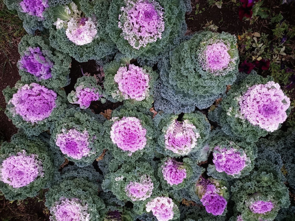 Как создать красивый и продуктивный огород: 10 растений для inspiratции