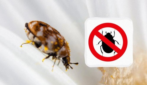 Почему маленькие жучки в квартире — это серьезная угроза и как с ними бороться