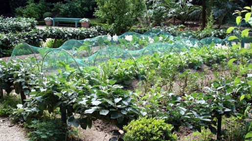 Как создать идеальный огород для новичка на даче