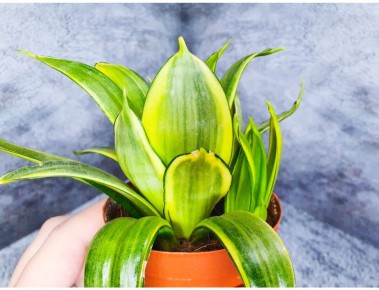 ��� ������ �����������: ������ ������ ��� �������� � ������� ����������