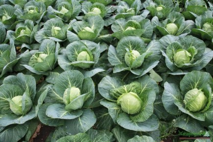 ���� �� �������� ������������ ������� � ���������� � ������� � �����