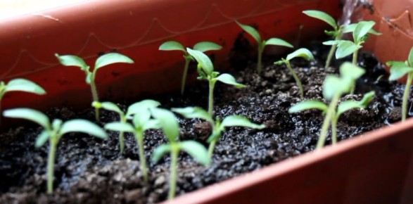 ��� ��������� ��������� �������� �������: ������ � ������������