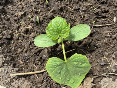 �������� ��� �������: ������ ������ � �����������