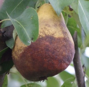 ���������� ���� �� ������ ������: ������� ���������� � ����