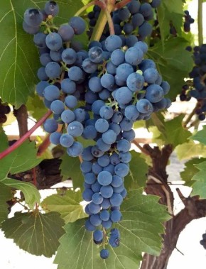 ������� ��������� '��������': ������ �� ���� ��� ���������