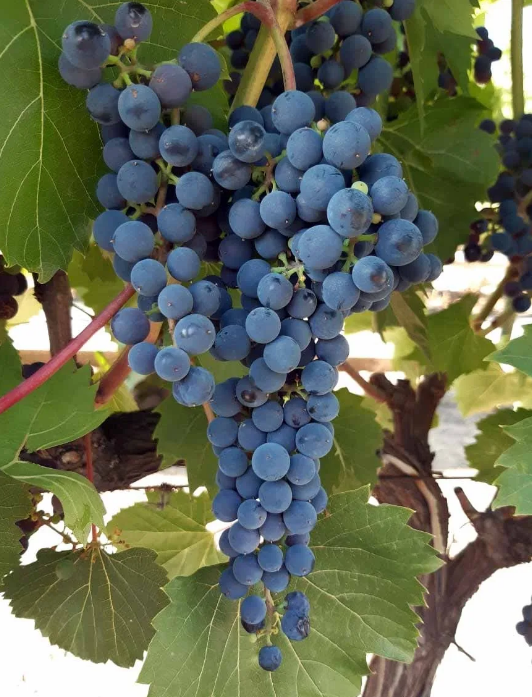 Интриги винограда 'Изабелла': почему он стал так популярен