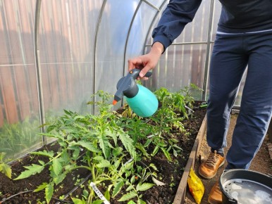 Как вернуть к жизни даже самую хилую рассаду с помощью трёх простых компонентов