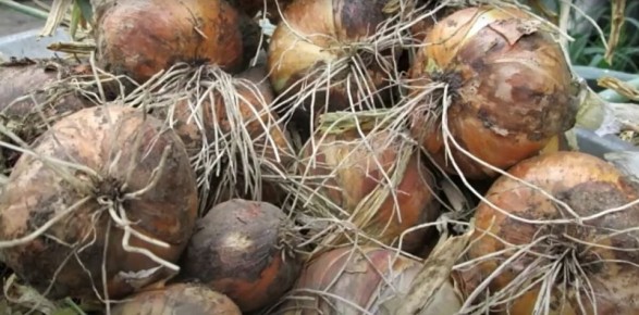 ��� ��������� ������� ��� �� ����� �� ���� �����