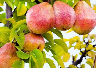 Как победить ржавчину на грушах: советы на все сезоны