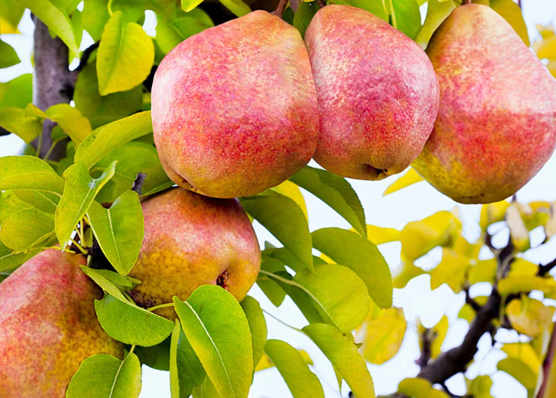 Как победить ржавчину на грушах: советы на все сезоны