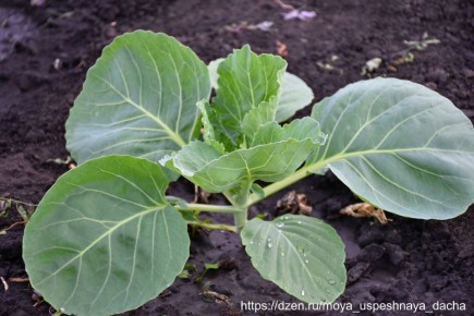 Как подготовить капусту к посадке для богатого урожая