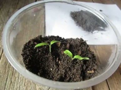 ��� ���������� ����������� ��������� ����� ��������� �����������