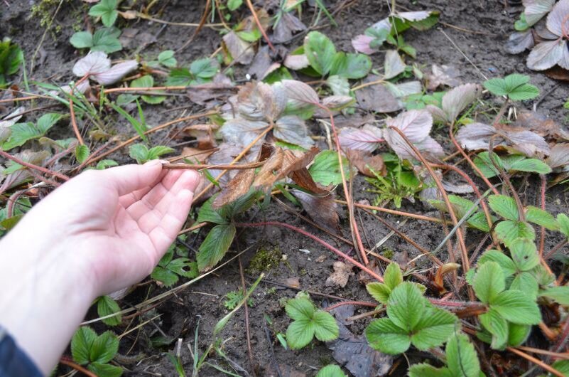 Как провести первую подкормку клубники в марте для богатого урожая