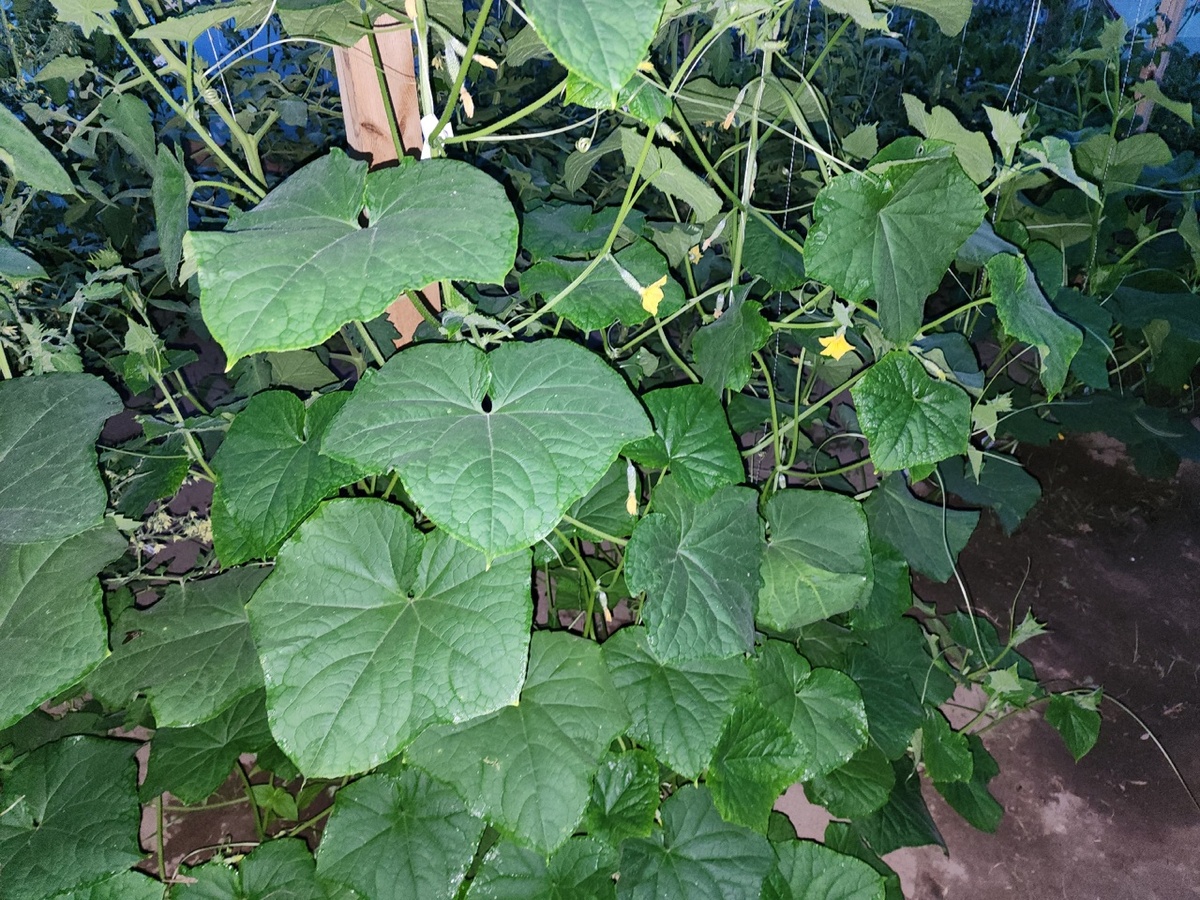 Как повысить урожай огурцов в неблагоприятную погоду