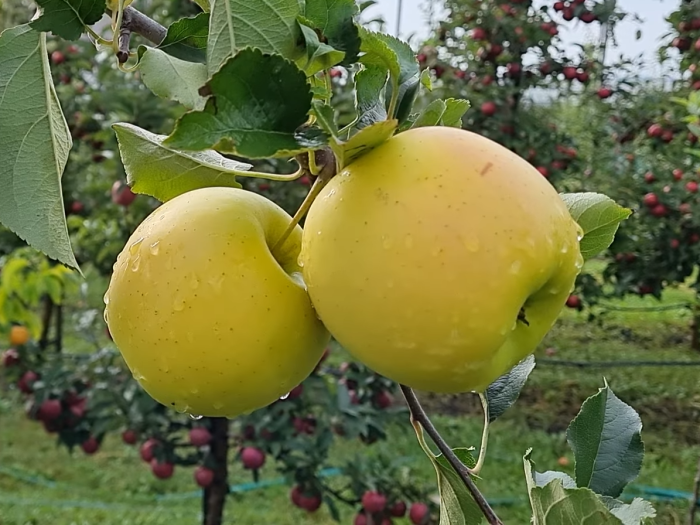 Яблоня Богемия Голд: зимний сорт с крупными и ароматными яблоками