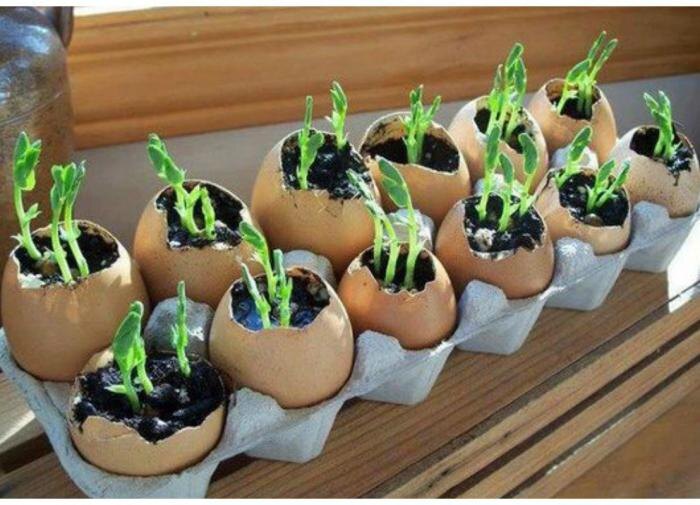 Как правильно вырастить рассаду: пошаговое руководство для садоводов