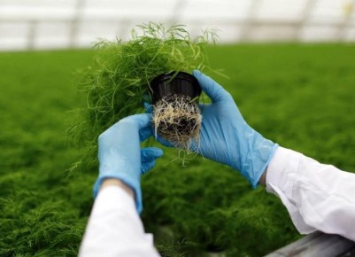 Как правильно поддерживать температуру в теплице для овощей