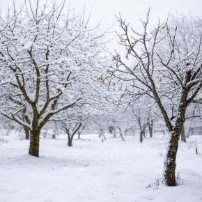 Почему одни деревья переносят зиму легче других?