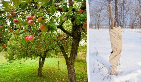 Как правильно укрыть яблоню на зиму: советы по защите от морозов и грызунов