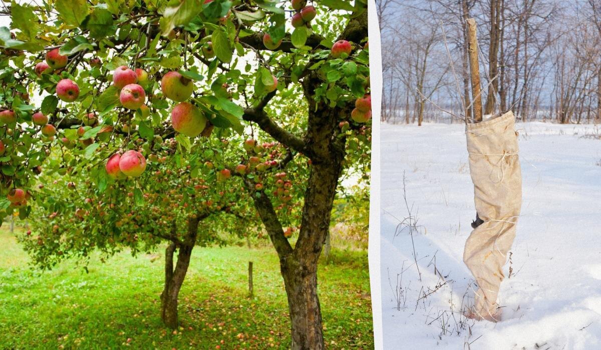 Как правильно укрыть яблоню на зиму: советы по защите от морозов и грызунов