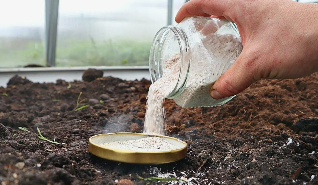 Как яичная скорлупа становится секретным оружием для вашего огорода