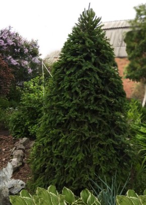 Как выбрать морозостойкие хвойные для вашего сада: практическое руководство