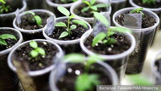 Советы агронома: где найти качественные семена для рассады