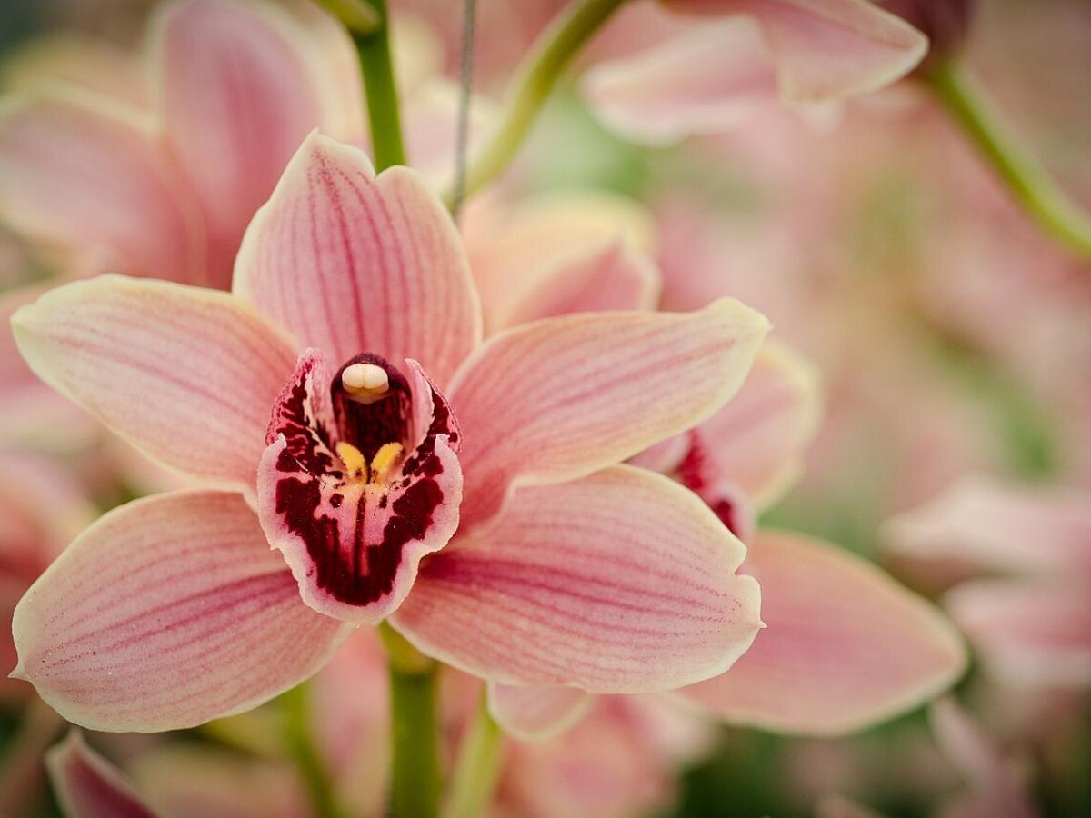 Как спасти орхидеи зимой: основные ошибки и советы по уходу