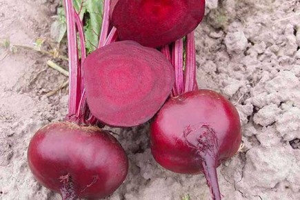 ������� ��������� ����������� ����� �����