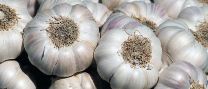 Когда наступает время собирать озимый чеснок