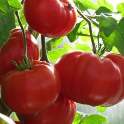 Томат Андреевский сюрприз: крупноплодный сорт с насыщенным вкусом для теплиц