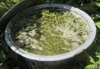 Травяное удобрение: секреты приготовления бродиловки и ее состав