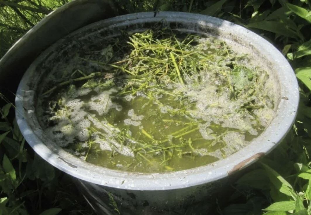 Травяное удобрение: секреты приготовления бродиловки и ее состав