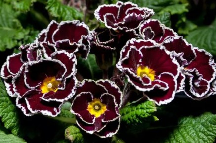 ���������� ����������� �������-�������: ��� ���������� ����� � ������ � ����