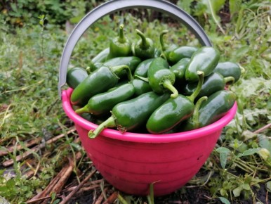 ��� ��������� ���������: ����������� �������� � ������� �� ����