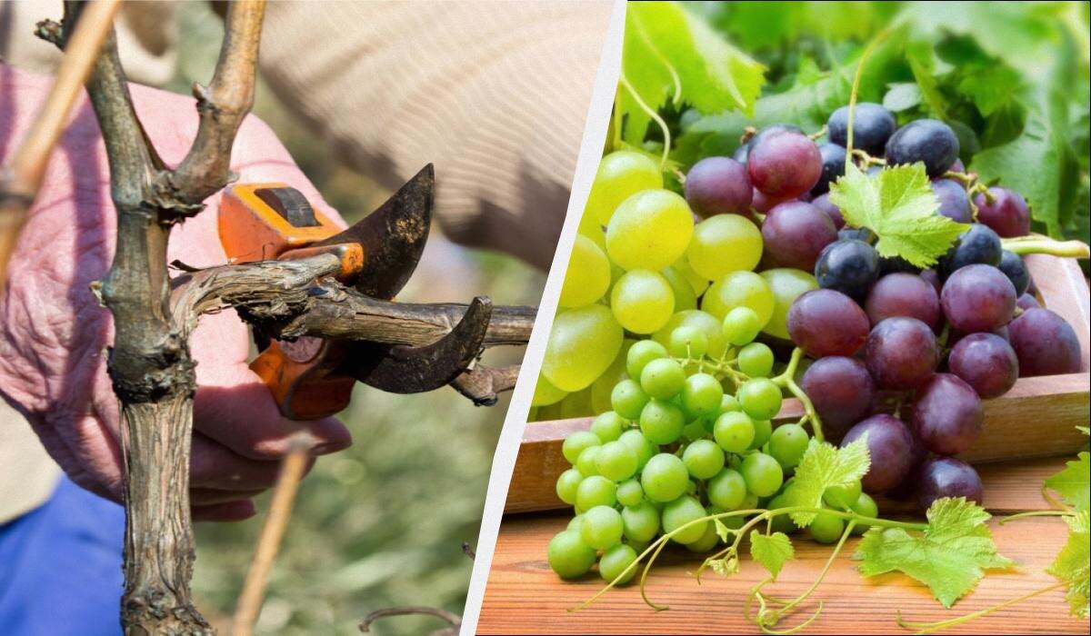 Почему весной обрезка винограда — залог богатого урожая