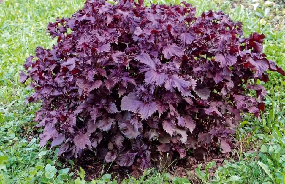 �������: ���������� ��������� �������� �� ����� �������