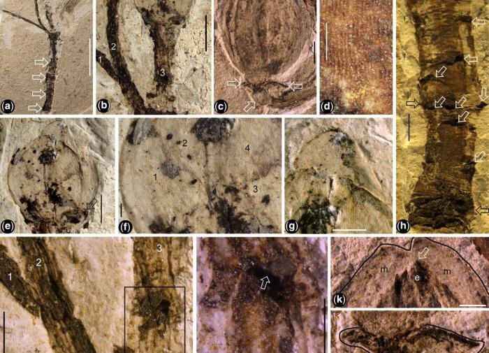 Древнейший цветок на планете: 145 миллионов лет и новые открытия