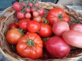 Томаты: разнообразие, о котором стоит знать каждому огороднику