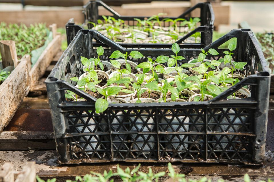 ������������ ������������ ����������� ������ �� ����