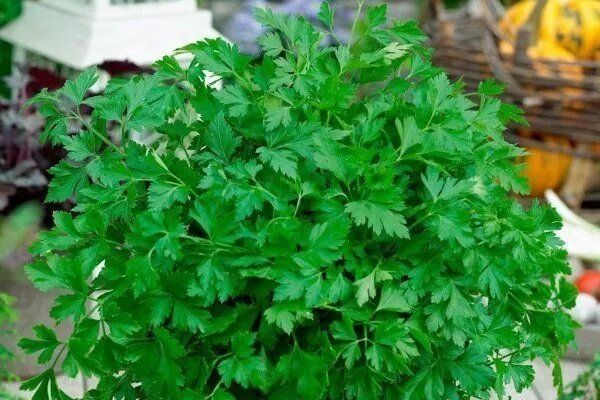 �������� ��� ������ �������: ������ ����� ��� ������ �������