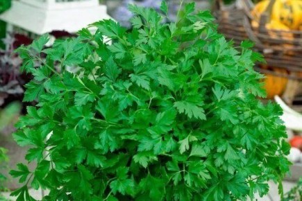 Петрушка для ранней радости: лучшие сорта для вашего огорода
