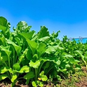 ��� ��������� ��������� �����: ������ ��� ���������� � ������� �����������