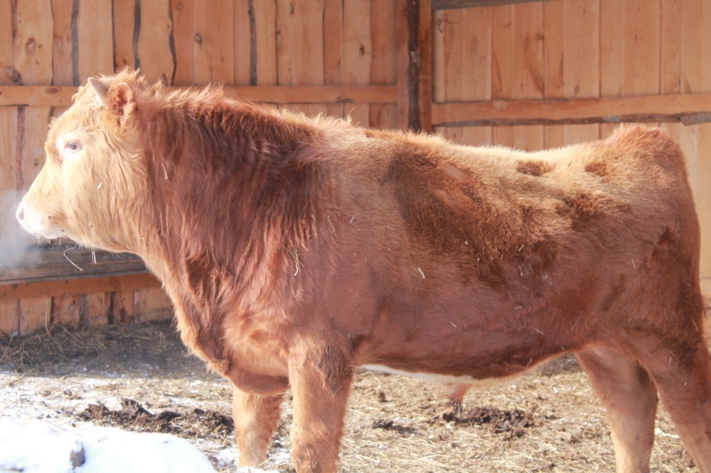 Как ящур угрожает людям и животным: меры предосторожности