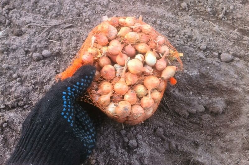 Как вырастить крупный лук: секреты удачной посадки