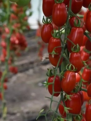 Томат черри 'Водопад': сладкие плоды для уютного балкона или открытого грунта