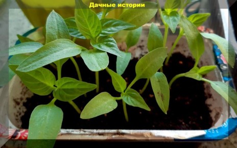 ����� ������ �����: ������ �� ���������� � ����������