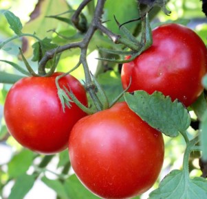 Проблемы с томатами: как избежать вершиной гнили в условиях нестабильной погоды