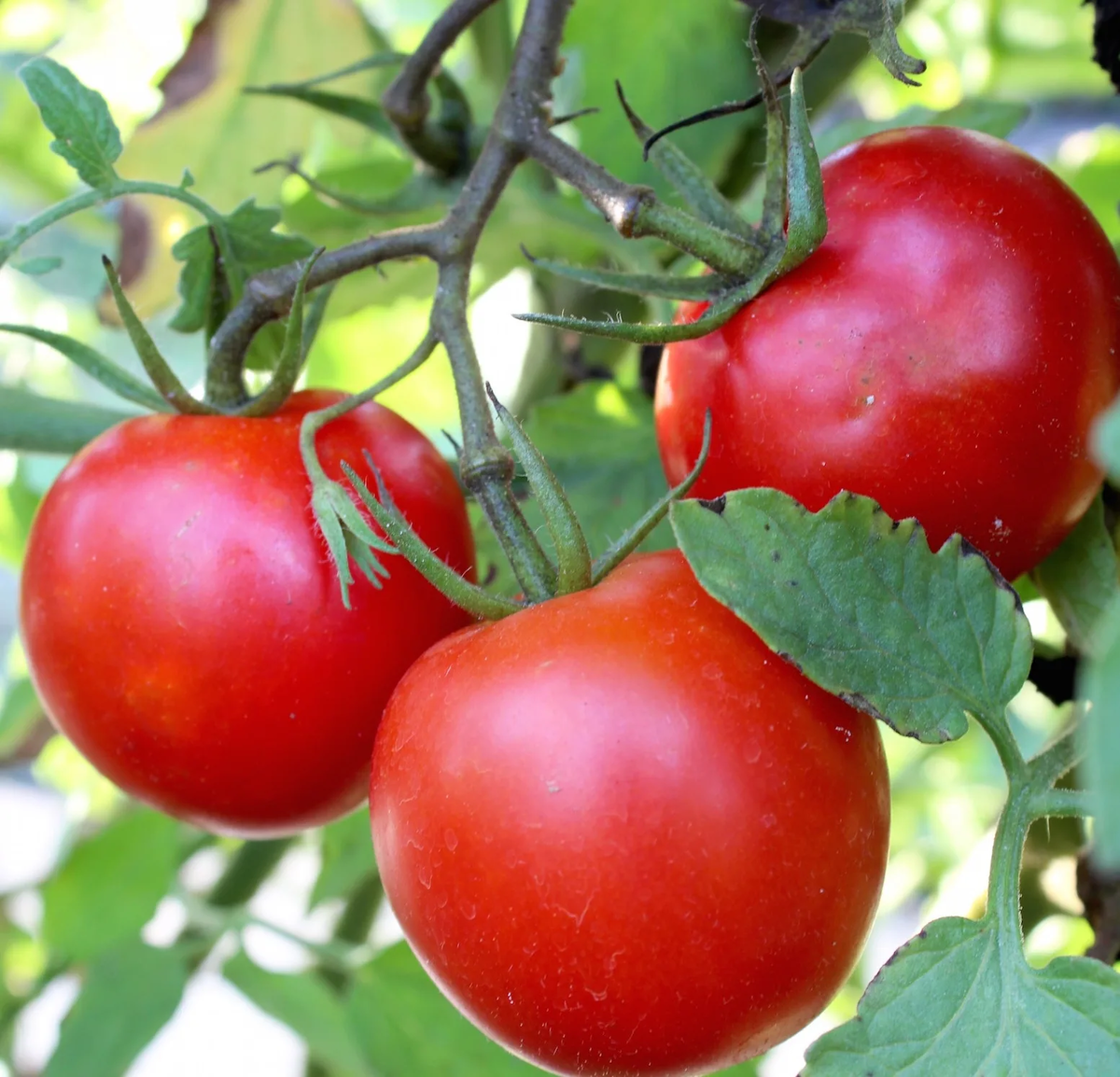 Проблемы с томатами: как избежать вершиной гнили в условиях нестабильной погоды