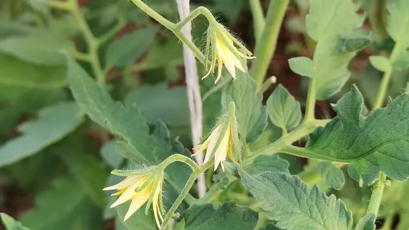 Как неправильное формирование томатов может снизить ваш урожай